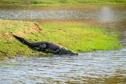 beautiful-shot-crocodile-near-lake-standing-greenery